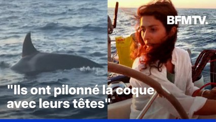 "Ils ont pilonné la coque avec leurs têtes": des orques attaquent le bateau d'une famille française au large du Portugal