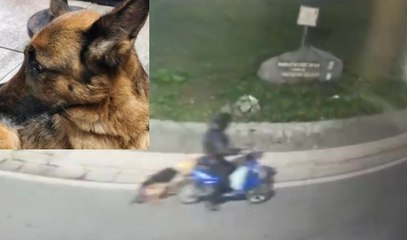 Trascina il cane con e-bike per 6 chilometri: denunciati dog sitter e proprietario nel Napoletano (24.10.25)