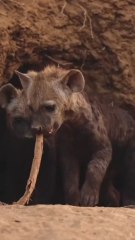 Meet the wild’s little mischief-makers—hyena babies at play!