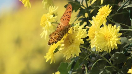 [네트] 익산 '천만송이 국화축제' 개막...열흘간 열려 / YTN