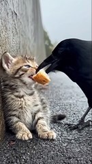 Unbelievable Friendship 🐦❤️ Crow Helps a Hungry Kitten | Heartwarming Animal Story