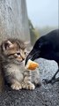 Unbelievable Friendship 🐦❤️ Crow Helps a Hungry Kitten | Heartwarming Animal Story