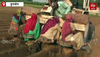 किसान भाई ऐसे करें आलू की बिजाई, ये उन्नत किस्में देंगी प्रति एकड़ 100 क्विंटल तक उत्पादन