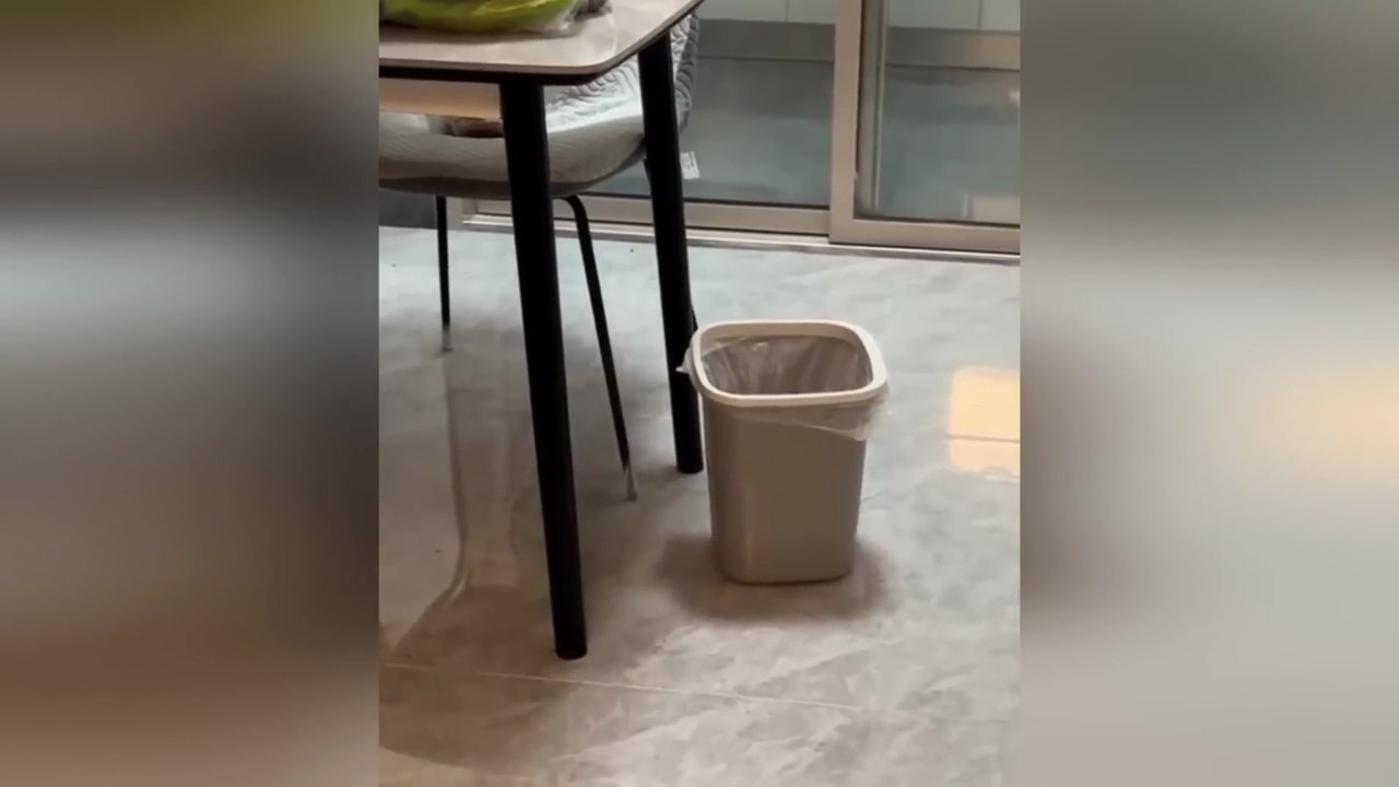 Funniest Rabbit Videos Ever