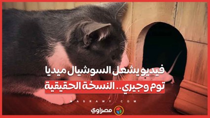 كأنك بتشوف توم وجيري.. فيديو مطارة واقعة لـقط وفأر يُشعل السوشيال ميديا