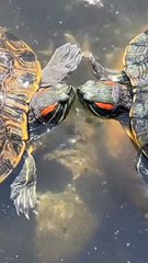 Turtles Show AMAZING Love Underwater