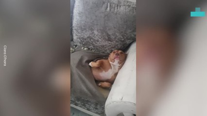 Hilarious Moment Dog Turns Sofa Into Sleeping Bag