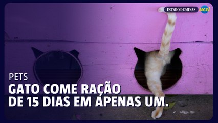 gato burla alimentador automático e come ração de 15 dia em um dia só