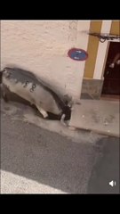 Man Escapes Charging Bull by Hiding in Sewer Line Unbelievable Survival Moment!