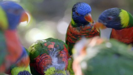 Lorikeets Feeding on Nectar Might Be One of the Most Beautiful Things In the World