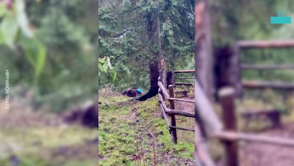 Bear Rescued After Getting Blue Barrel Stuck on Head