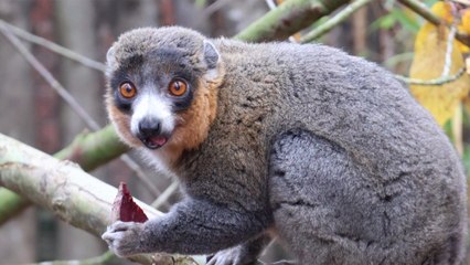 Check Out This Very Rare Species at the UK Zoo Enjoying Halloween Treats!