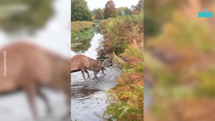 Stag Fight in the Water and Land During Rut