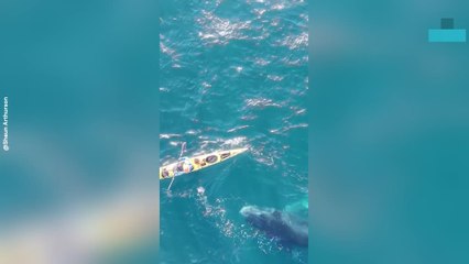 Curious Humpback Calf Gets Up Close With Kayakers