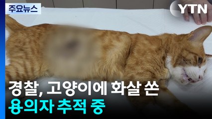 경찰, 고양이에 화살 쏜 용의자 추적...수도권 각지 화재 잇따라 / YTN