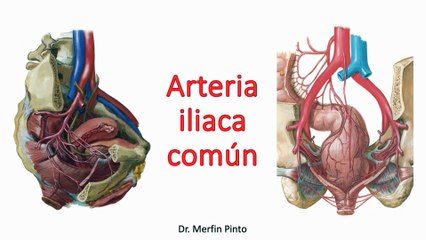 Arteria iliaca común #elcuerpoymas #salud #medicina #anatomía