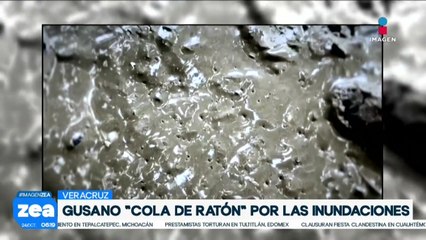 Habitantes de Poza Rica en alerta por aparición del “gusano cola de rata” tras inundaciones