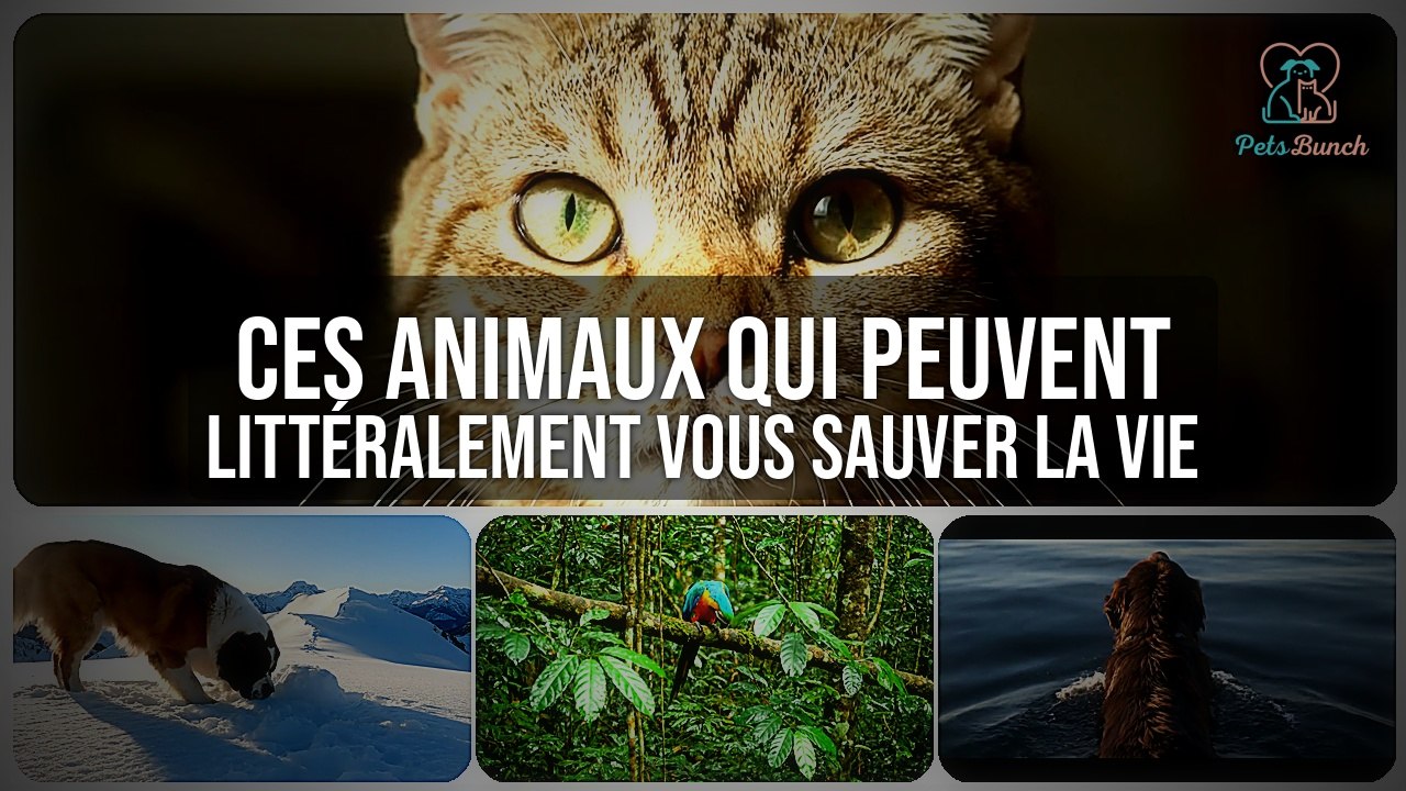 Ces Animaux qui Peuvent LITTÉRALEMENT Vous Sauver la Vie
