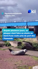 Cherbourg : un phoque vient faire sa sieste près des habitations