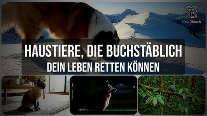 Haustiere, die buchstäblich dein Leben retten können