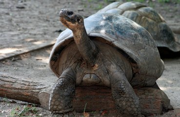 Two women caught smuggling live tortoises in their skirts