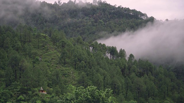 Nasce Registro dei crediti di carbonio, più valore ai boschi italiani
