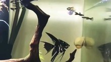 #PlantationTank #aquarium  #guppy #guppyfish #angelfishLets See The World Youtube @AbdulKhan-zg4bd