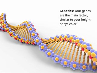 Why Breast Size Varies: Understanding Natural Factors & Growth,