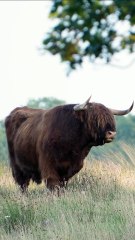 Bull looking ver amazing