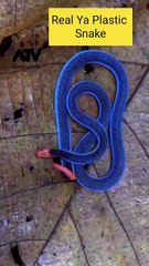 Malayan blue coral snake 🐍 Calliophis bivirgata | wild snake
