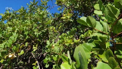 Parque nacional Sierra de las Nieves