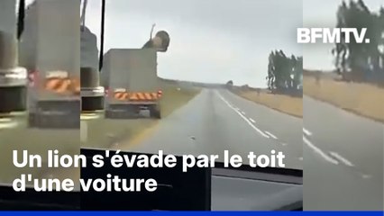 Afrique du Sud: perché sur le toit d'une voiture, un lion s'évade