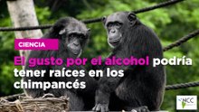 El gusto por el alcohol podría tener raíces en los chimpancés