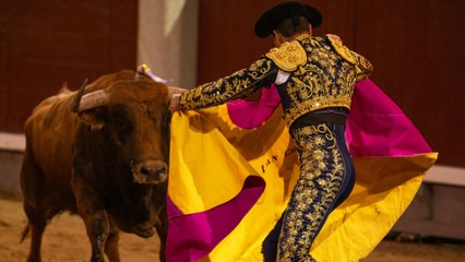 “Colombia ya no es la misma sociedad que veía héroes en los toreros”: senadora Esmeralda Hernández celebra el fin de las corridas de toros