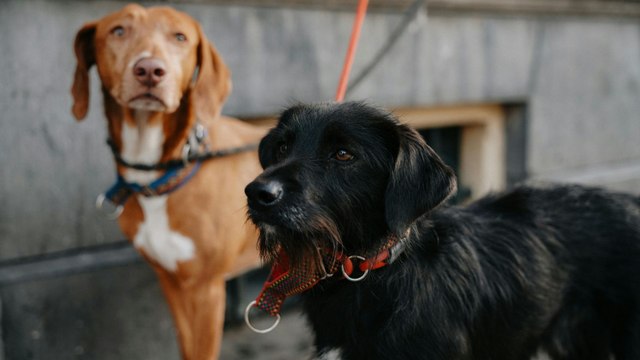 Así se convirtió Países Bajos en el primer país sin perros callejeros