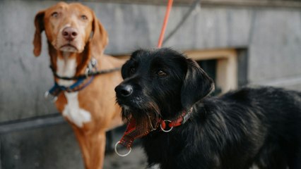 Así se convirtió Países Bajos en el primer país sin perros callejeros