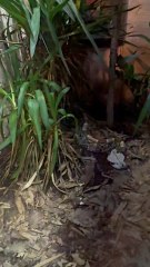Viper Hiding On The Forest Floor The Gaboon viper is native to sub-Saharan Africa and is known for its distinctive broad, leaf-shaped head with a pale center stripe, geometric brown and tan body pattern, and very thick body.