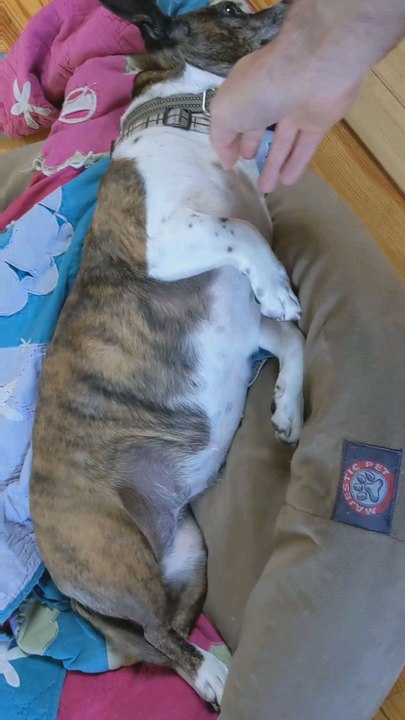 Belly rub