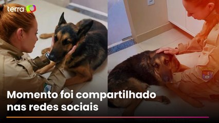 PM se emociona em despedida de cão policial submetido à eutanásia: 'Guerreiro de quatro patas'