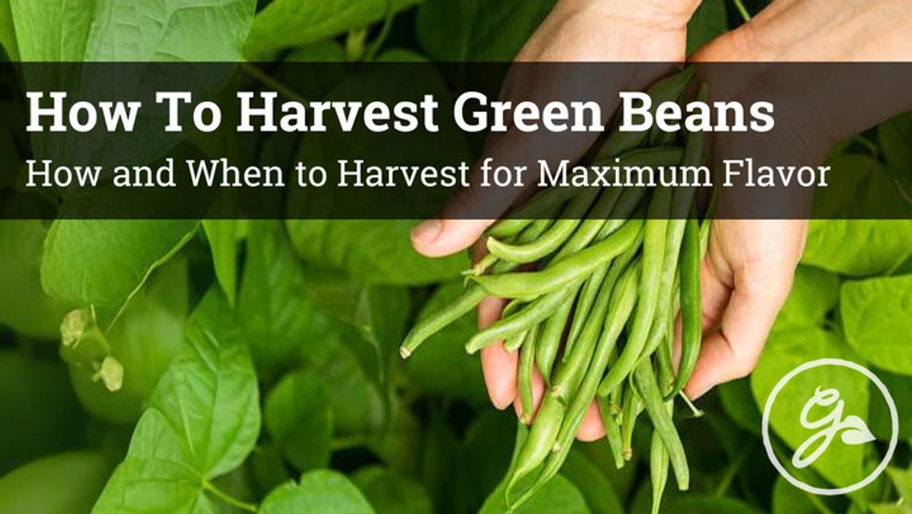 Green Bean Harvesting Tips: Get The Best Flavor And Yield