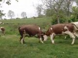 Vidéo des vache qui sortent dehors pour la première fois
