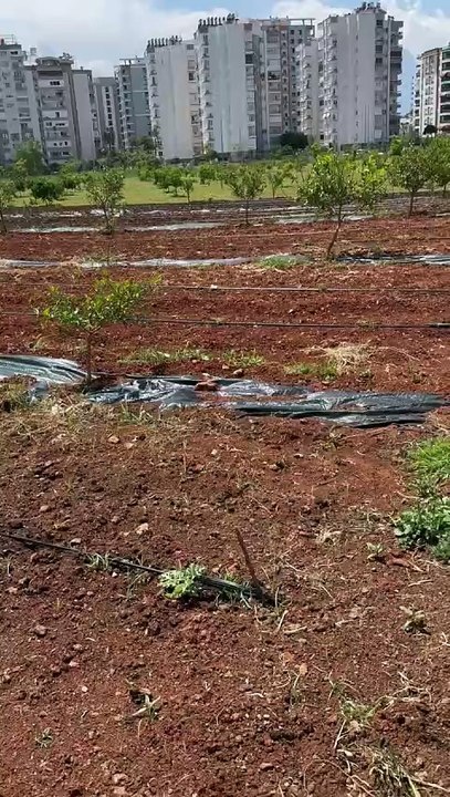 watermelon farm