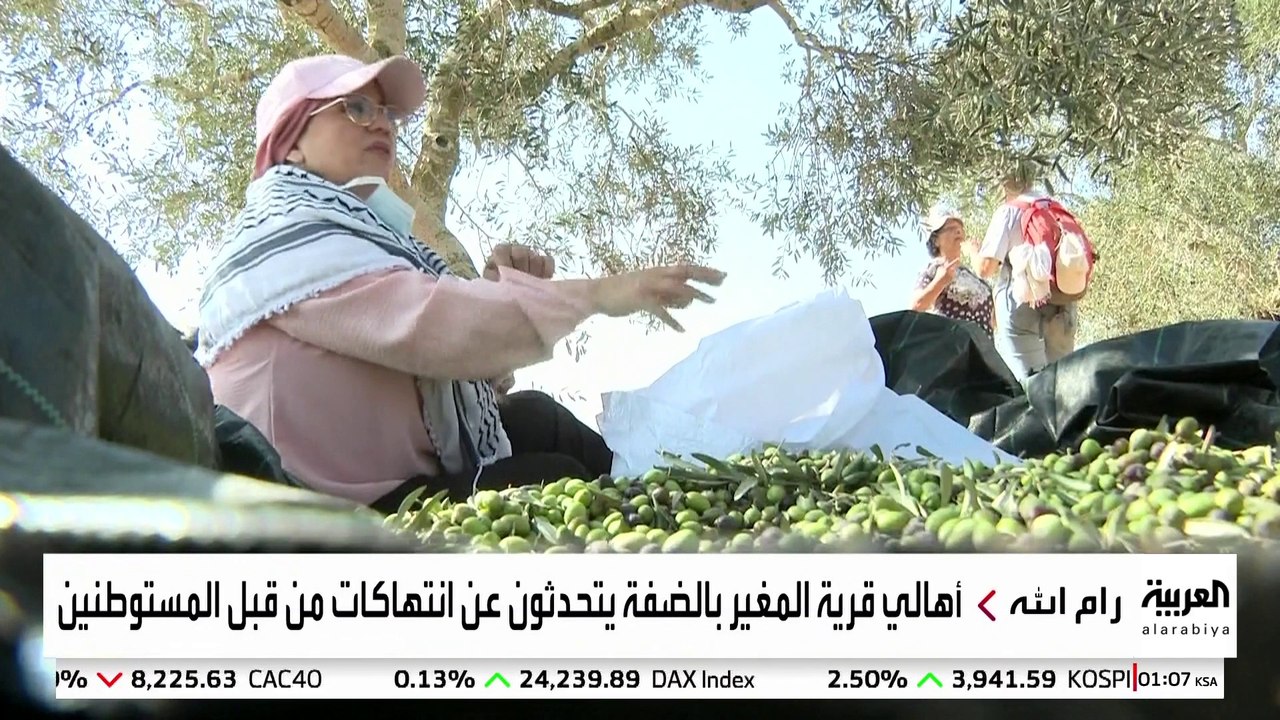 إطلاق مبادرة لحماية مزارعي الزيتون في رام الله من اعتداءات المستوطنين
