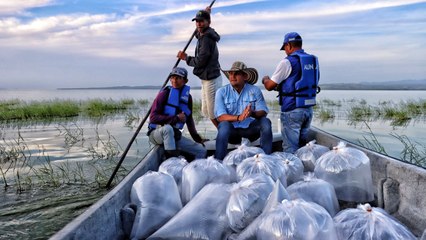 Gobernación del Atlántico está repoblando con peces los embalses del departamento