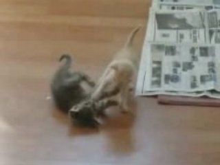 Combat-chatons-surprise