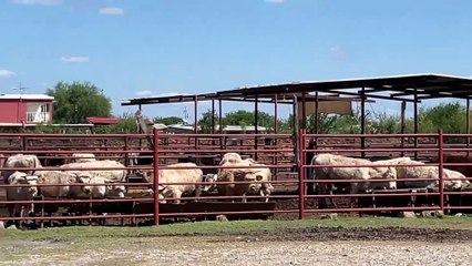 ⚠️ Coahuila refuerza medidas para evitar ingreso del gusano barrenador ante nuevo caso en Nuevo León