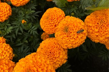 ¿El cempasúchil es de China? Especialista de la CDMX aclara el mito