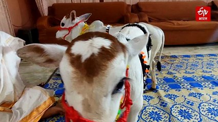 अलवर लाई गईं तेलंगाना की पुंगनूर नस्ल की गायें बनीं आकर्षण का केंद्र, PM निवास में भी इन गायों का संवर्धन