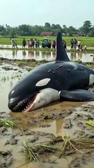 Giant Fish Stuck in Mud — Unbelievable Struggle to Survive! 🐟😱