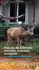 Policías de Colorado rescatan a venado enredado